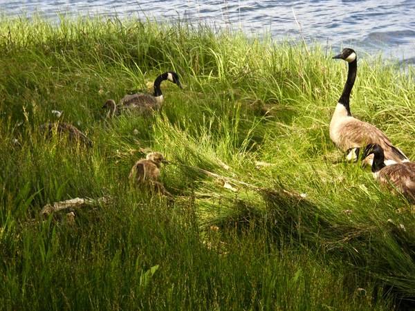 Canada Goose